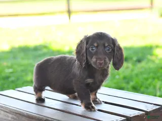 Miniature Dachshund dogs for sale: Sharron - Ad 2