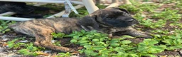 Cane Corso dogs for sale:  Bonnie black brindle - Ad 6