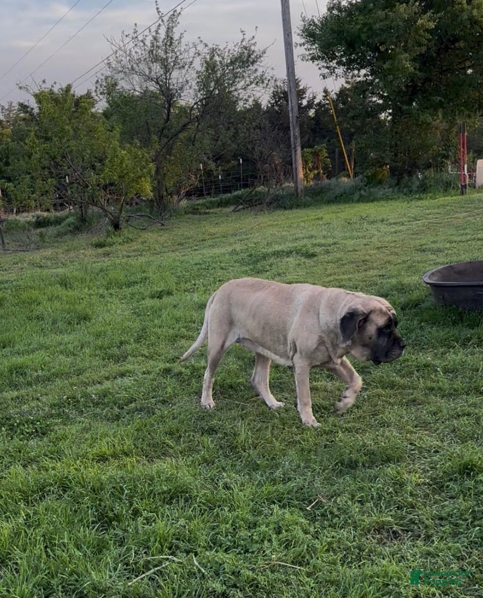 English Mastiff dogs English Mastiff 1 - Ad 2