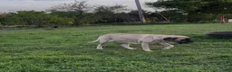 English Mastiff dogs for sale: English Mastiff 1 - Ad 2