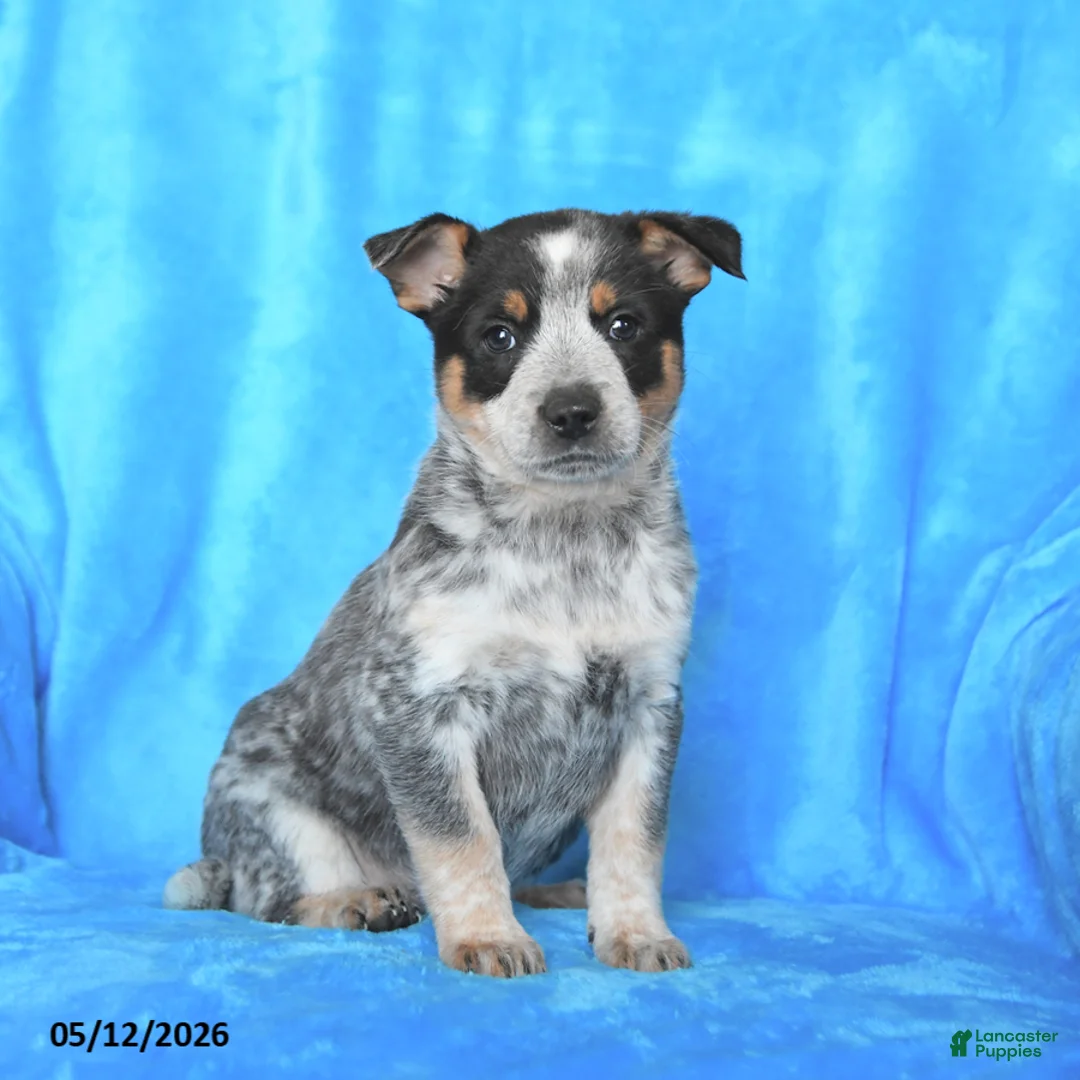 Australian Cattle Dog dogs for sale: Rosie - Ad 2