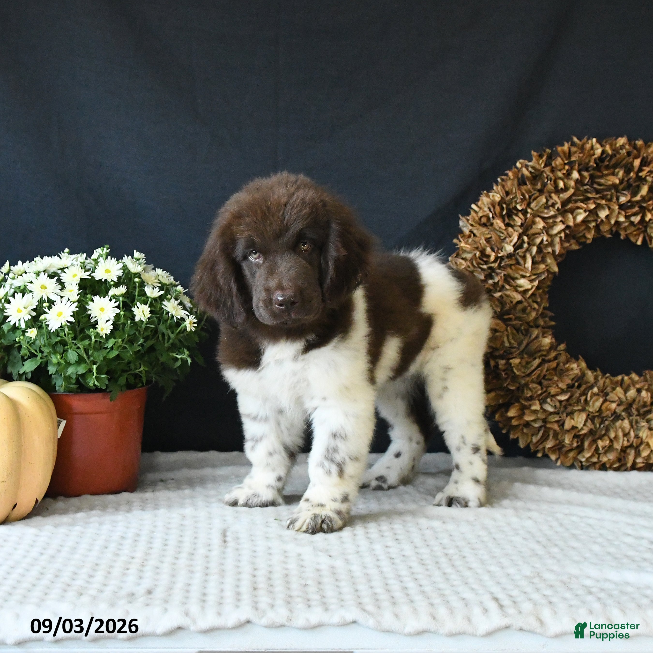Newfoundland dogs Jade - Ad 1