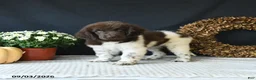 Newfoundland dogs for sale: Jade - Ad 1
