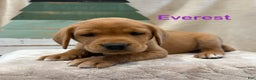 Labrador Retriever dogs for sale: Everest - Ad 1