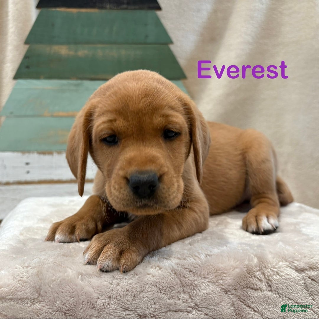Labrador Retriever dogs for sale: Everest - Ad 1