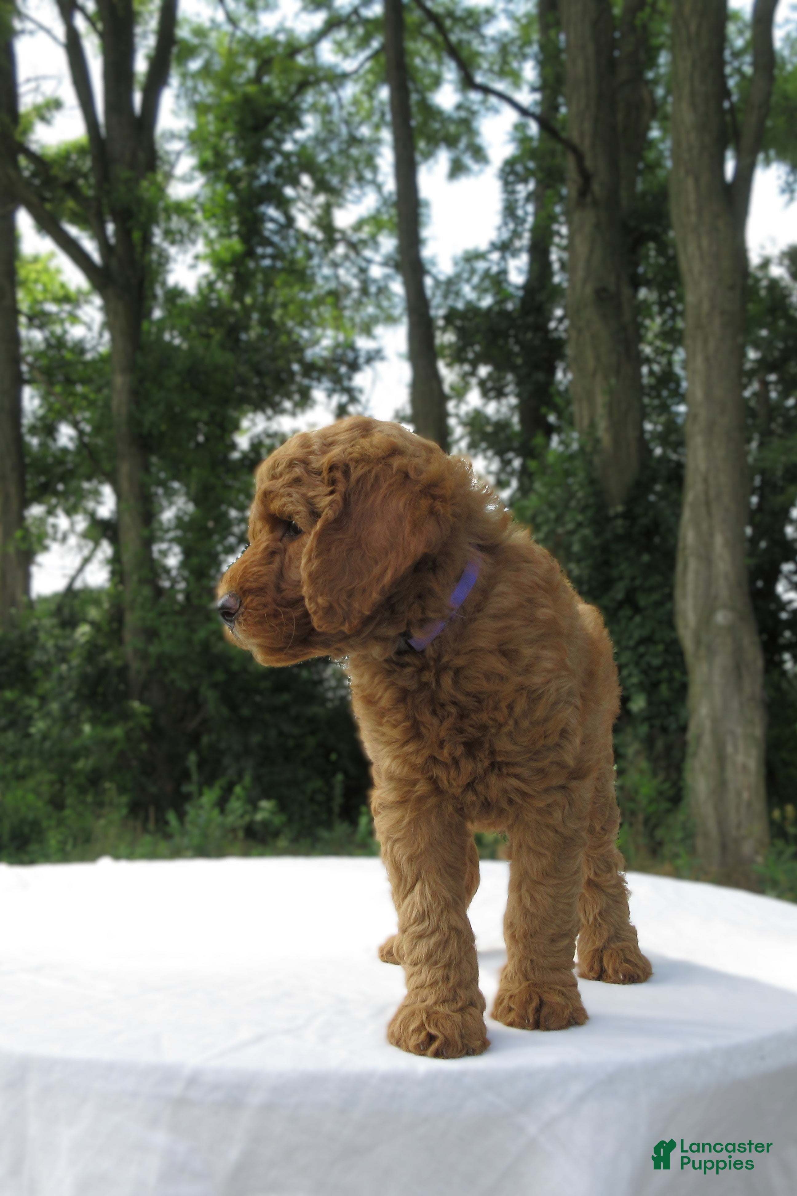 Goldendoodle dogs Amber - Ad 2