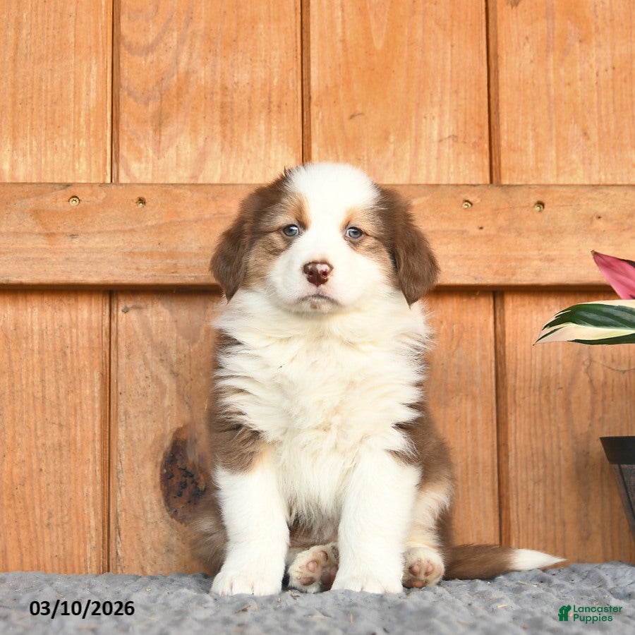 Australian Shepherd dogs Ashley  - Ad 2