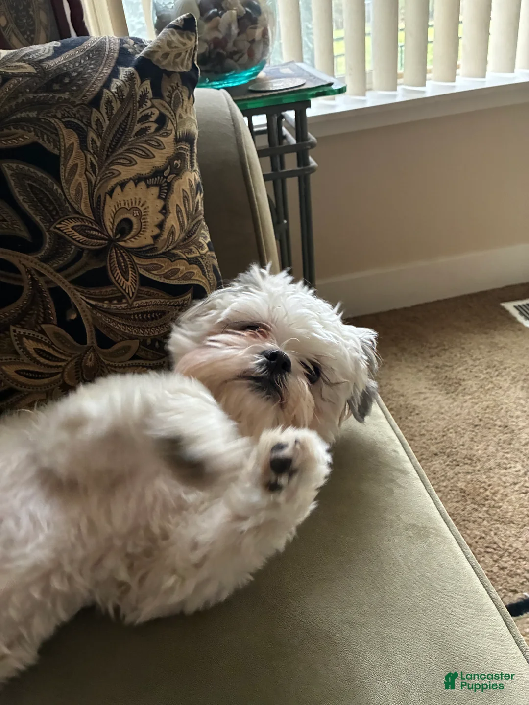 Shorkie dogs for stud: Paradise  - Ad 1