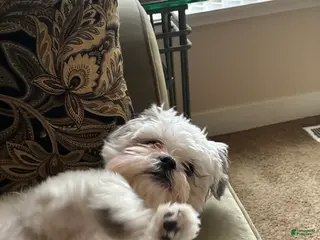 Shorkie dogs Paradise - Ad 1