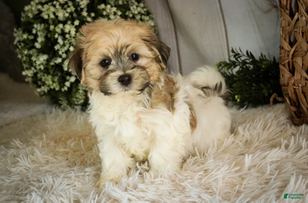 Havanese dogs for sale: Leo - Ad 1