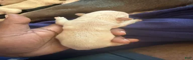 French Bulldog 3