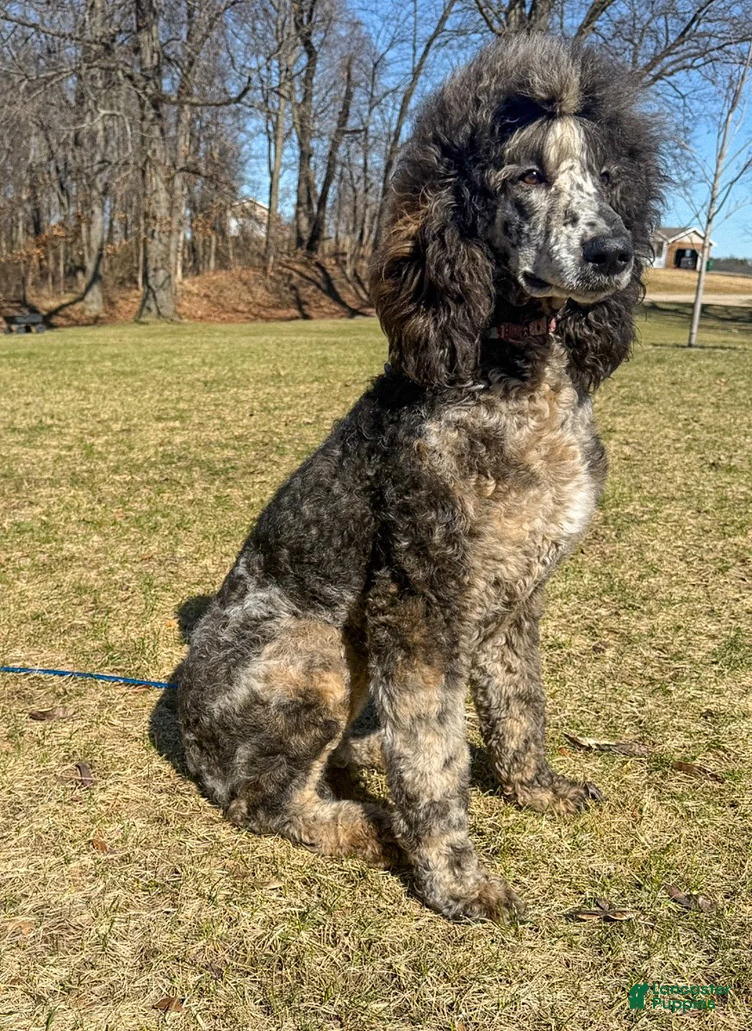 Standard Poodle dogs for sale: Ruger AKC - Ad 2