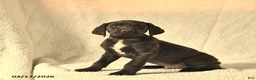 German Shorthaired Pointer dogs for sale: Max  - Ad 3