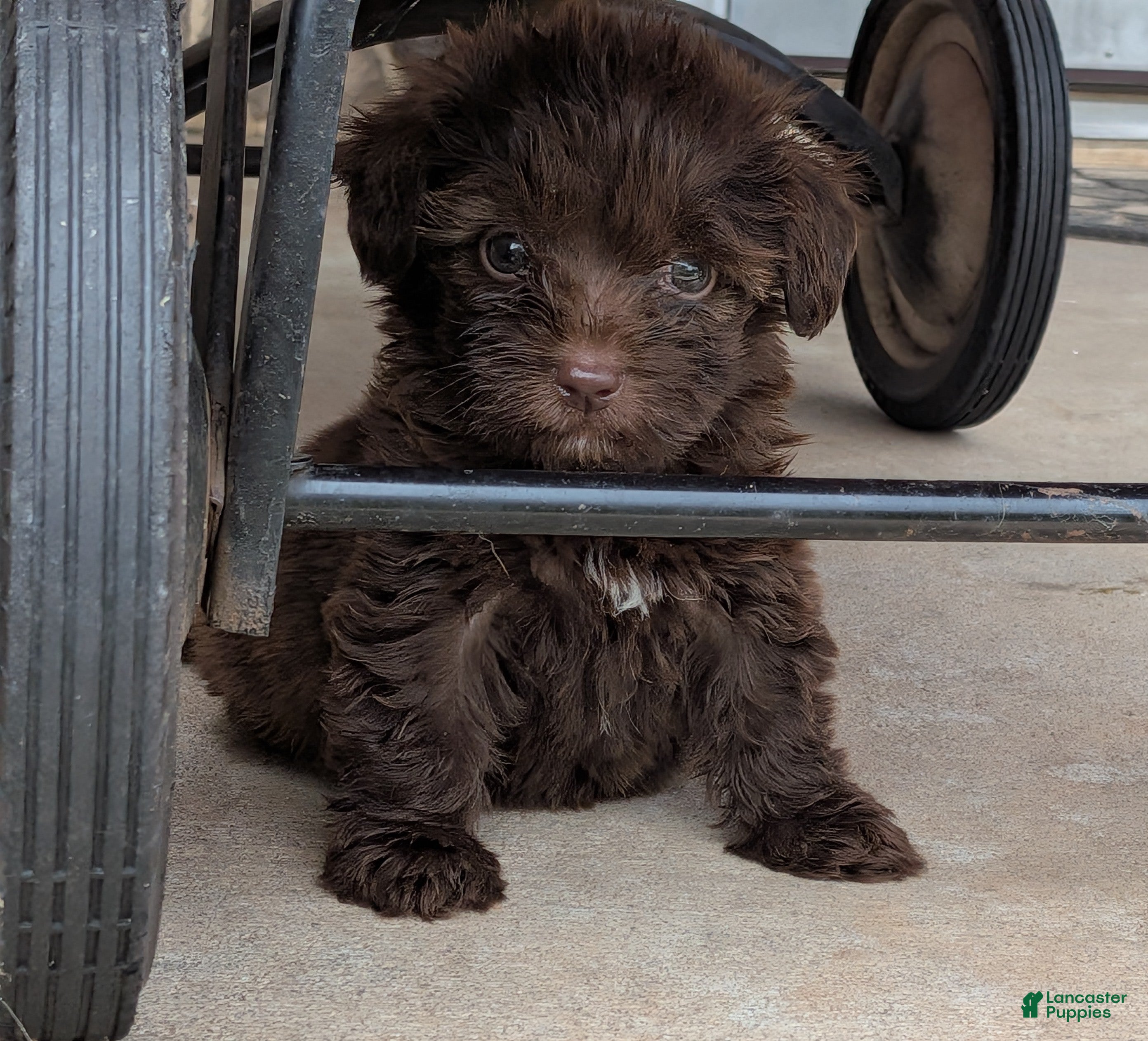 Havapoo dogs Hershey - Ad 2