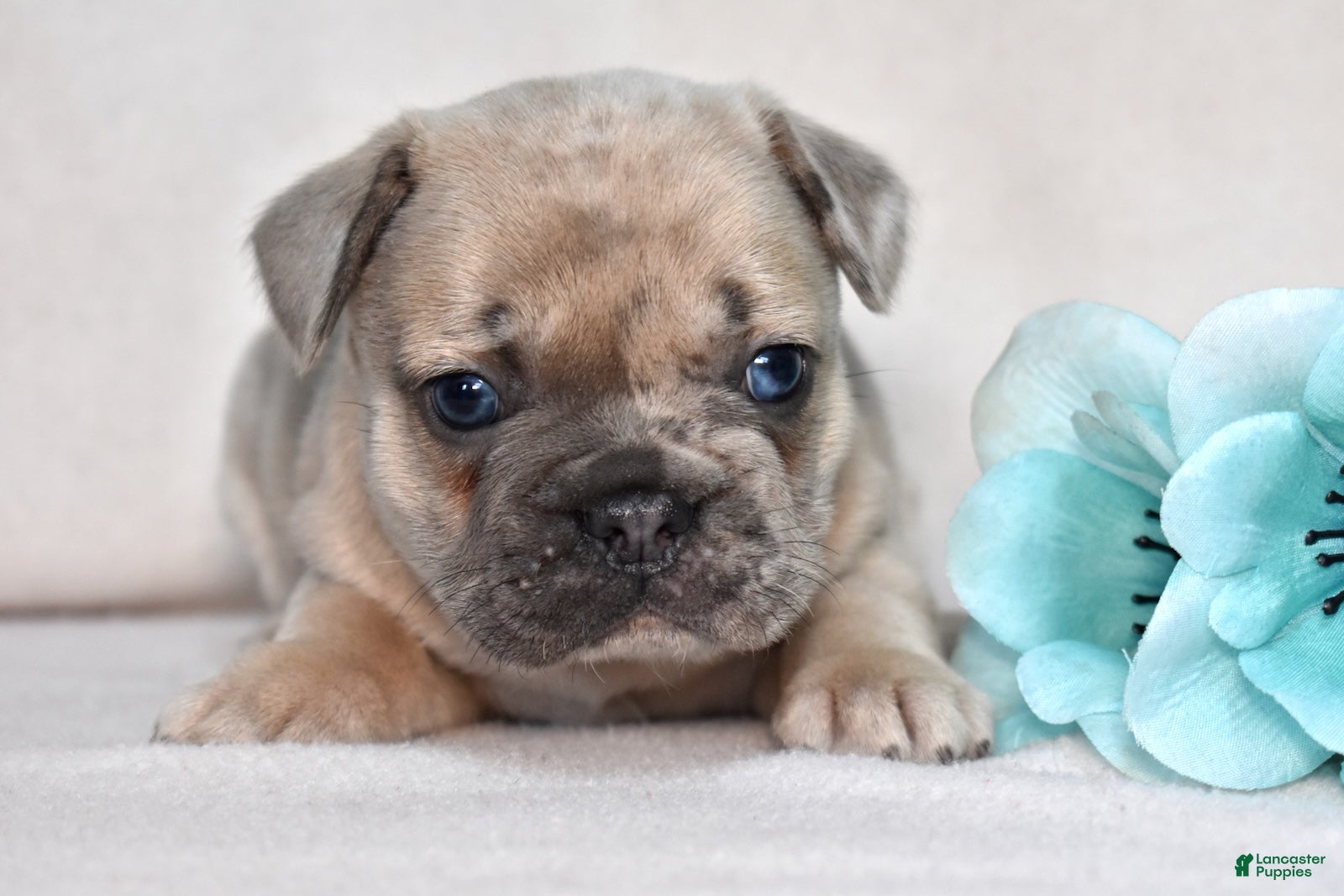 French Bulldog dogs Cash - Ad 1