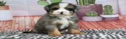 Mini Bernedoodle dogs for sale: Sarge - Ad 3