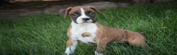 Boxer dogs for sale: Annie - Ad 2