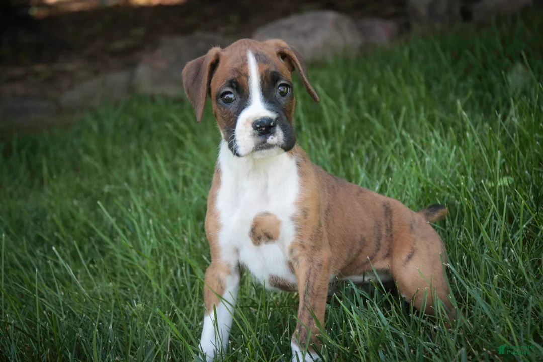 Boxer dogs for sale: Annie - Ad 2