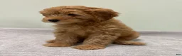 Mini Goldendoodle dogs for sale: Whiskey - Ad 3