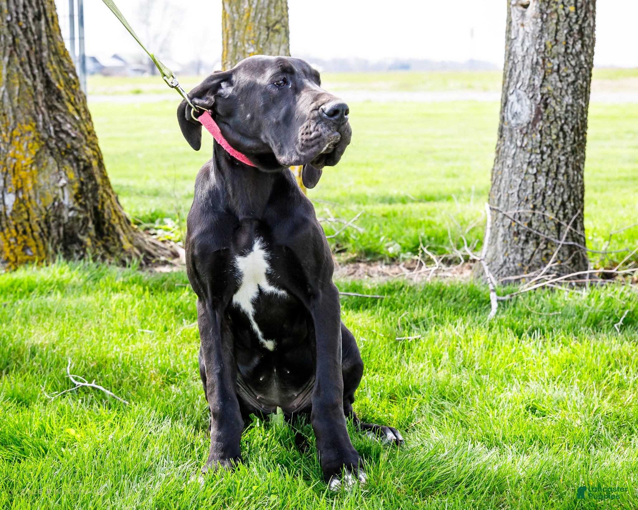 Great Dane dogs for sale: Carol - Ad 1