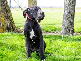 Great Dane dogs for sale: Carol - Ad 2