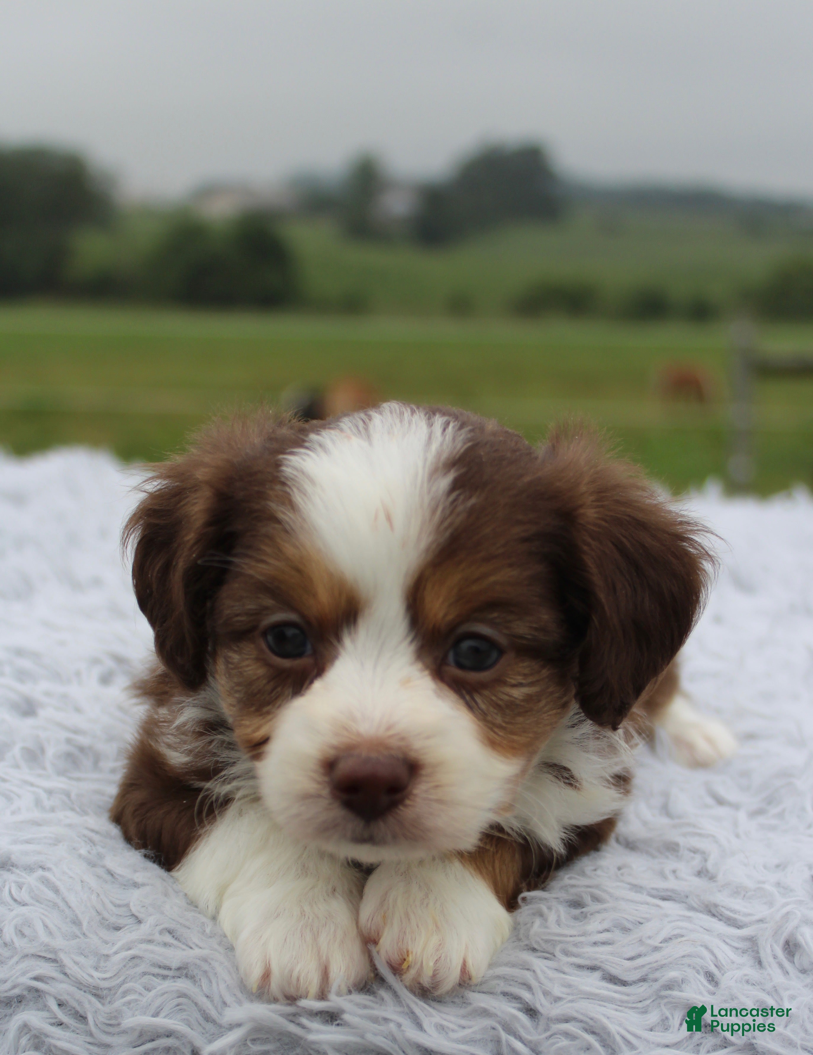 Mini Aussiedoodle dogs Mini Aussiedoodle 2 - Ad 10