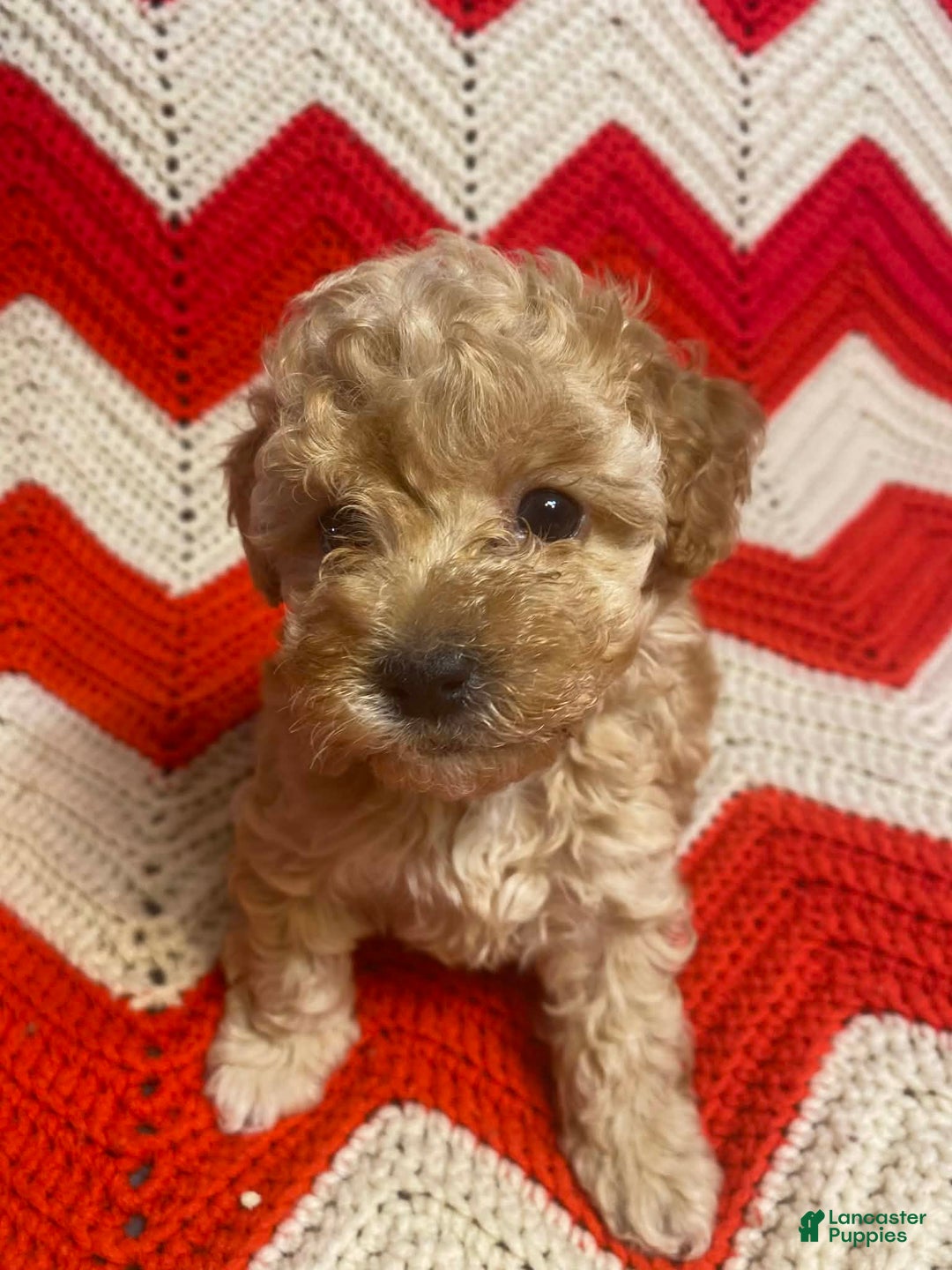 Maltipoo dogs for sale: Blossom  - Ad 2