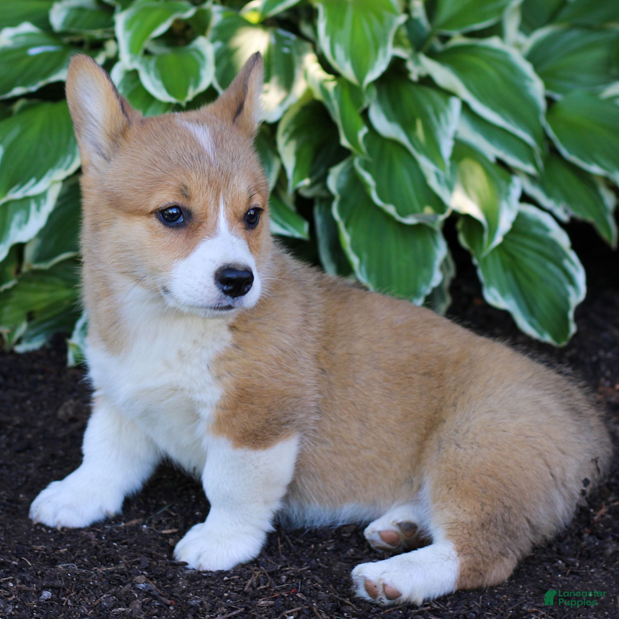 Welsh Corgi Pembroke dogs Kira  - Ad 2