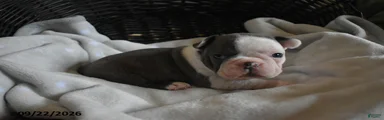 Otto