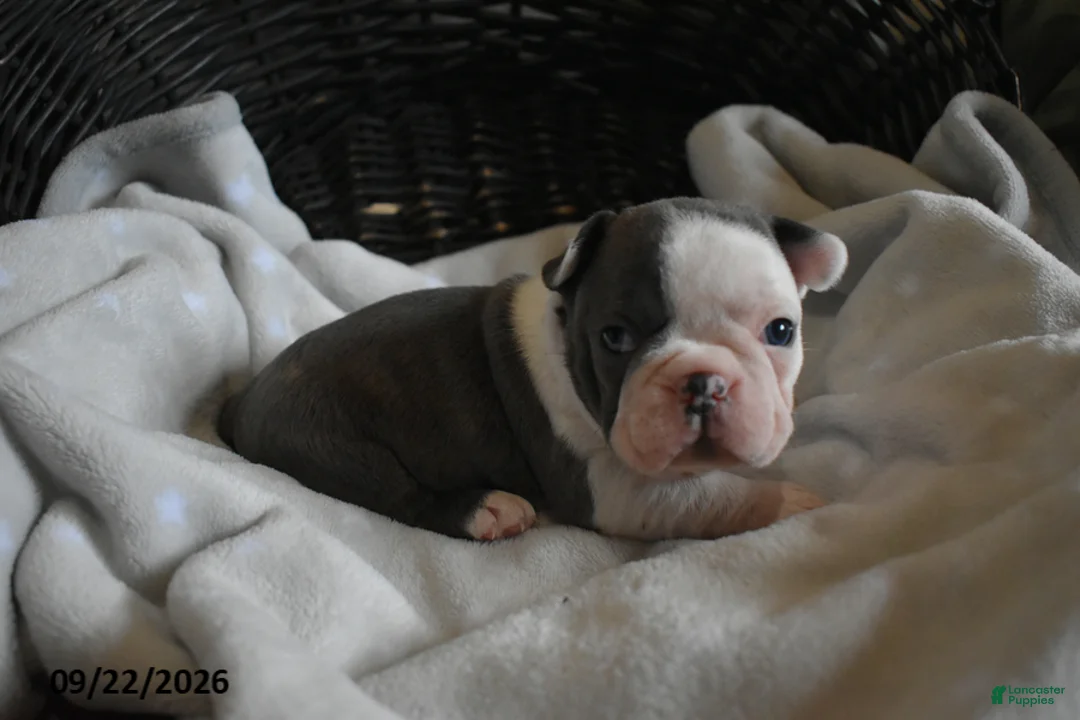 Frenchton dogs for sale: Otto - Ad 1