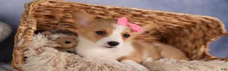 Welsh Corgi Pembroke dogs for sale: Callie  - Ad 7