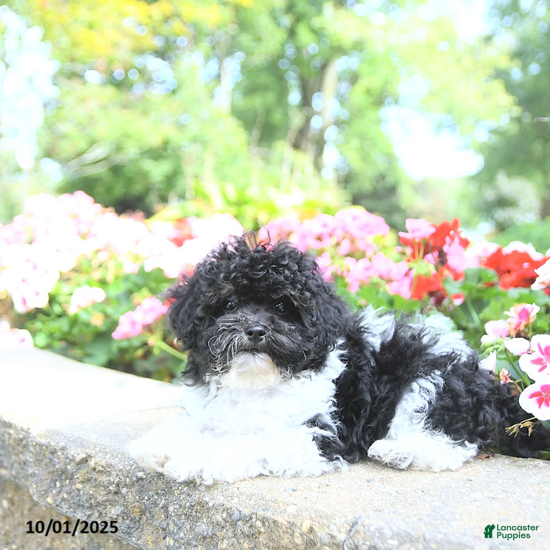 Toy Poodle dogs for sale: Kody - Ad 18