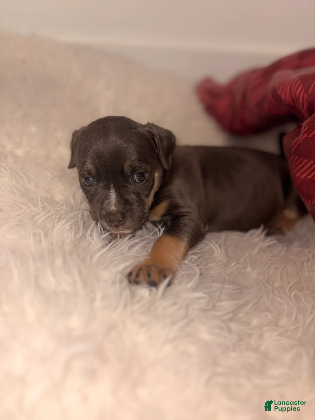 American Bully dogs for sale: June bug - Ad 6