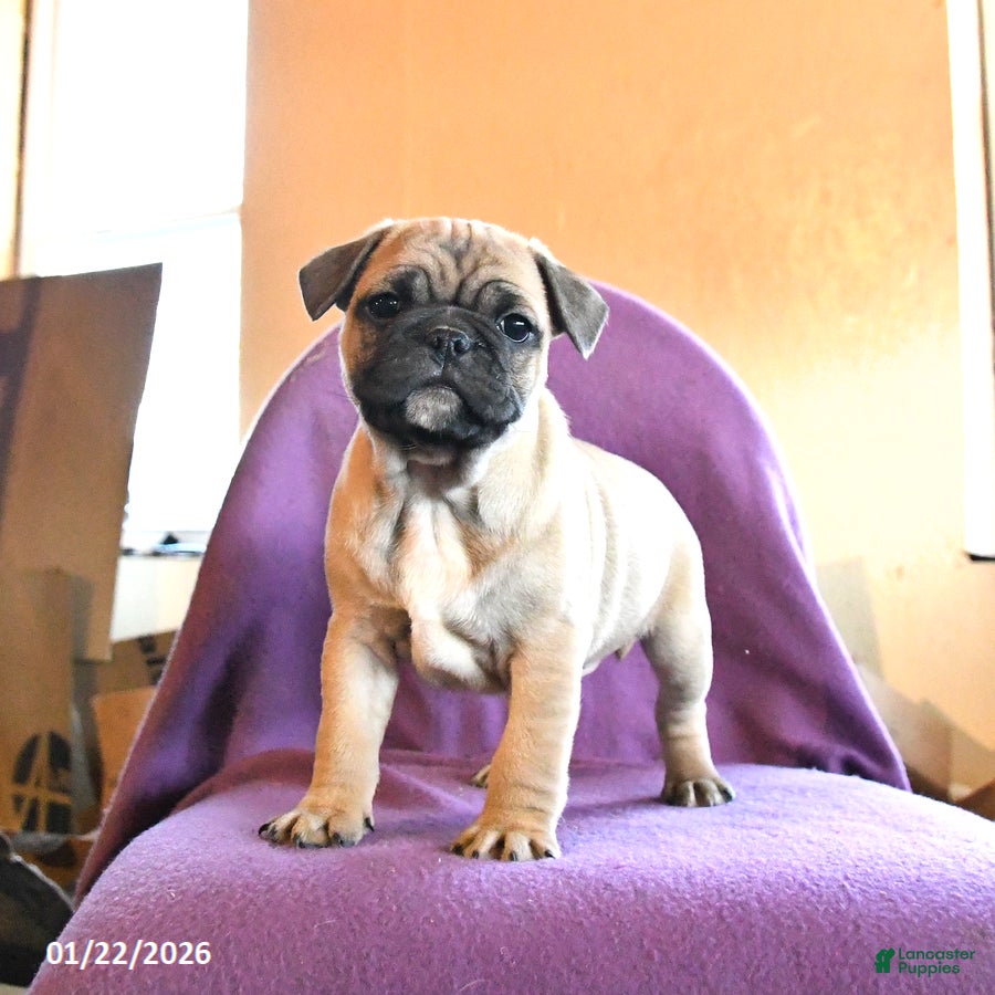 Frug dogs Titan - Ad 5