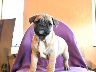 Frug dogs Titan - Ad 5