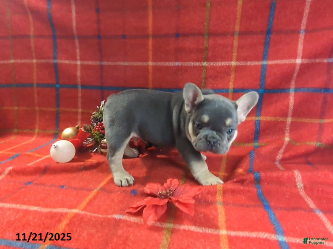 French Bulldog dogs for sale: Alex - Ad 8