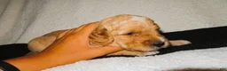 Mini Goldendoodle dogs for sale: Sam - Ad 1