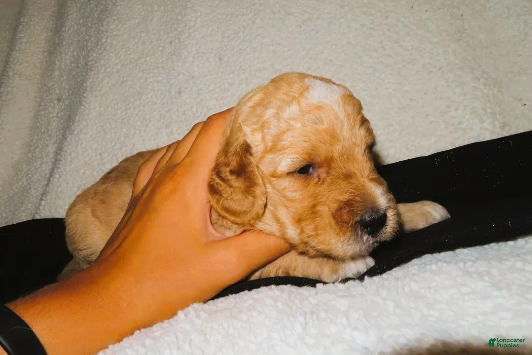 Mini Goldendoodle dogs for sale: Sam - Ad 1