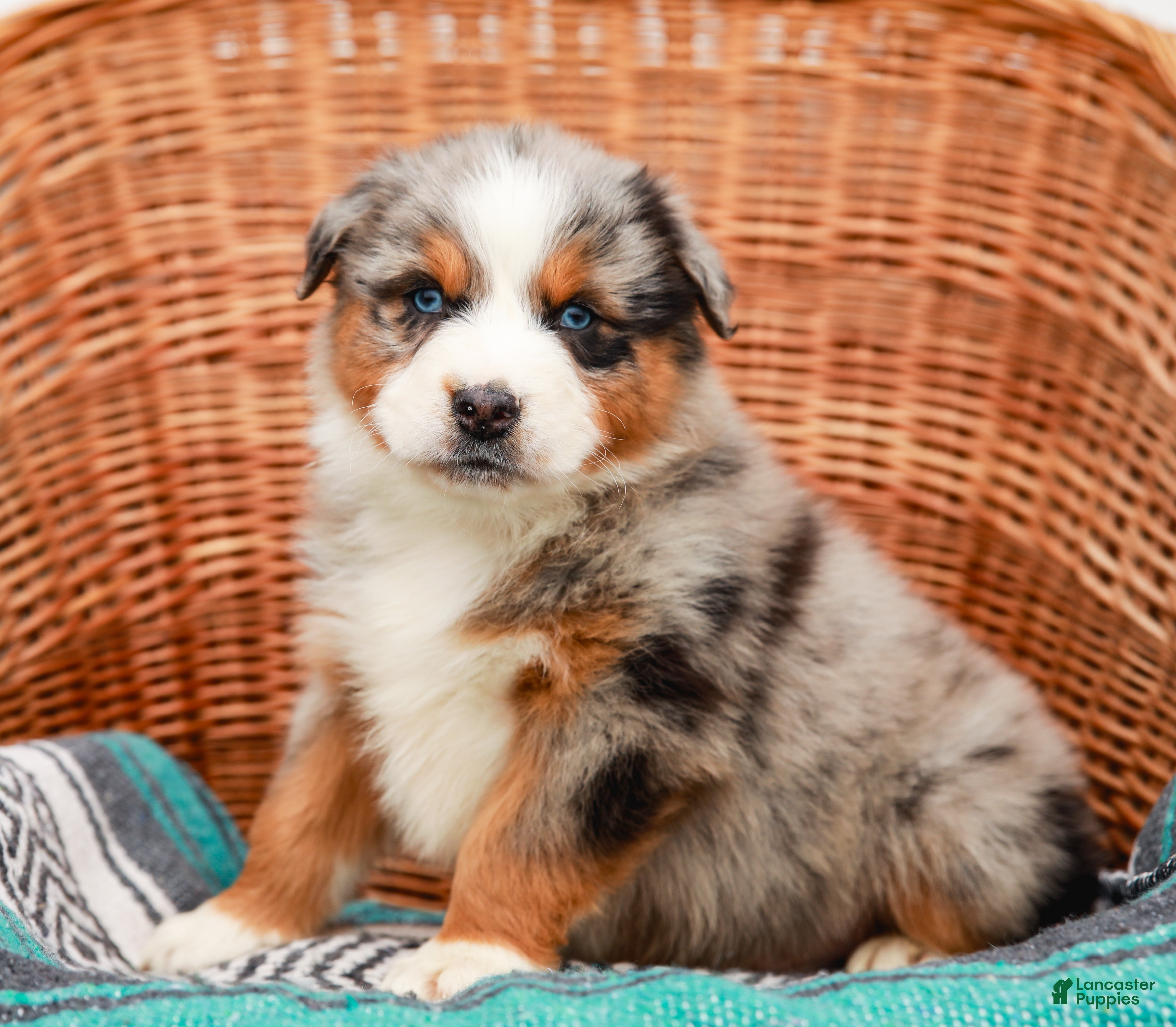 Australian Shepherd dogs Scamper - Ad 1