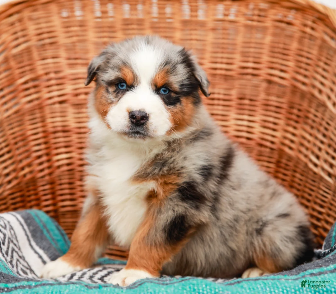 Australian Shepherd dogs for sale: Scamper - Ad 1