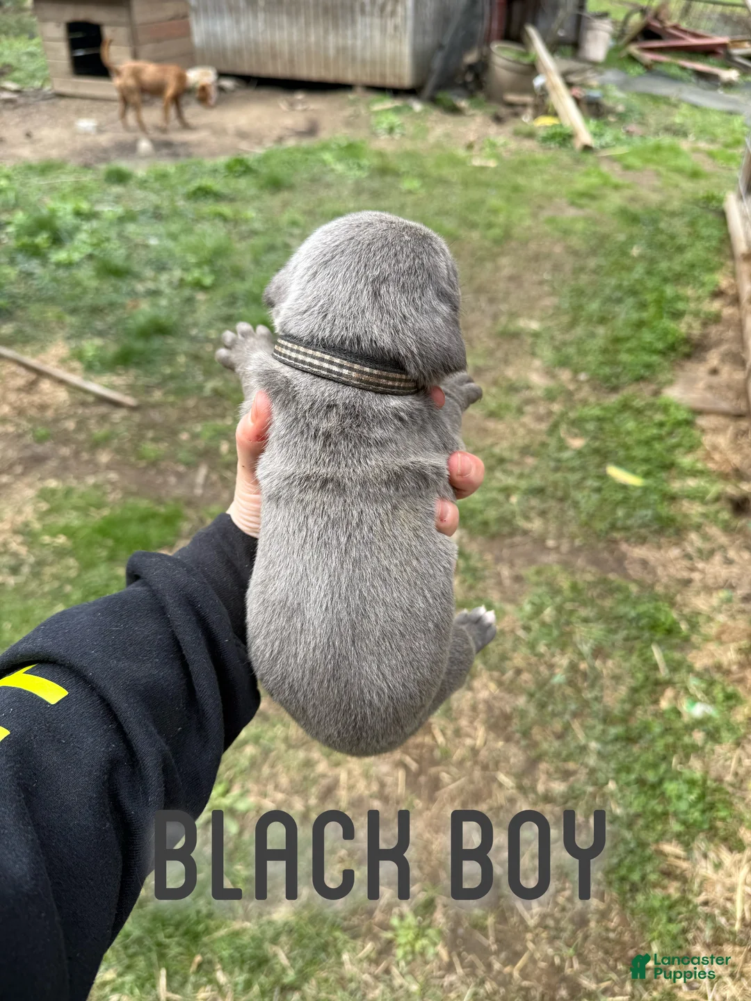 Cane Corso dogs for sale: Cane Corso Puppy 3 - Ad 2