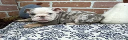 English Bulldog dogs for sale: Easton - Ad 5