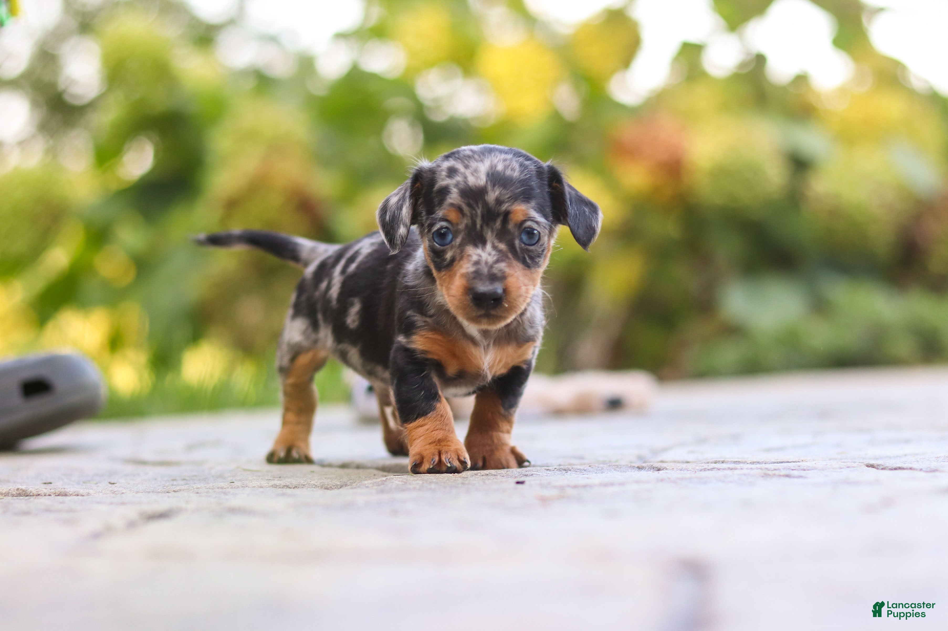 Mixed Breed dogs Beau - Ad 1