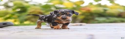 Mixed Breed dogs for sale: Beau - Ad 1