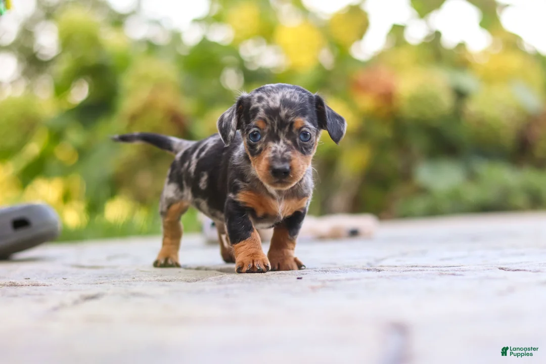 Mixed Breed dogs for sale: Beau - Ad 1