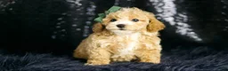 Maltipoo dogs for sale: Pancakes - Ad 6
