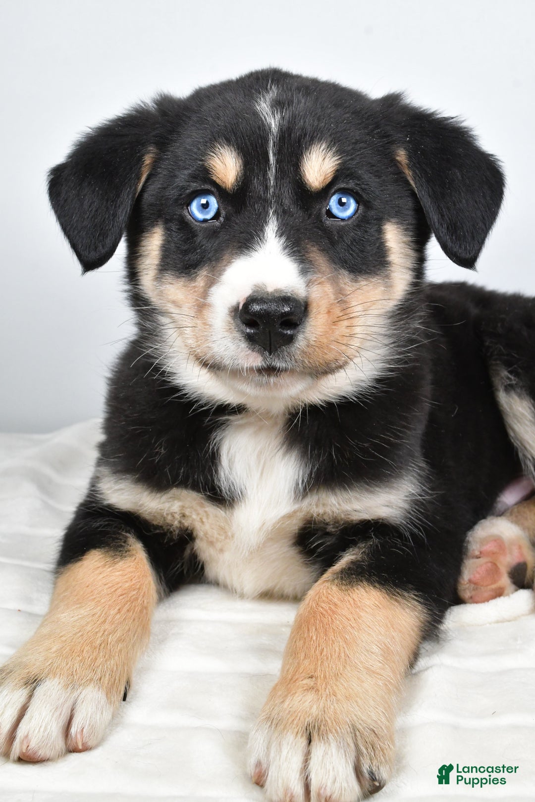 Mixed Breed dogs for sale: Bo - Ad 3