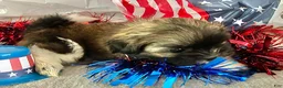 Shih Tzu dogs for sale: Zane - Ad 3