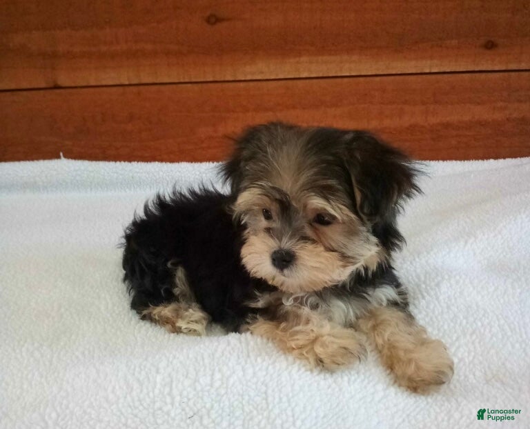 Morkie dogs Lily - Ad 2