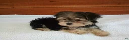 Morkie dogs for sale: Lily - Ad 2
